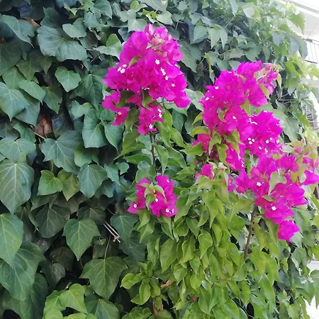 Bruno Lejlighed Primošten